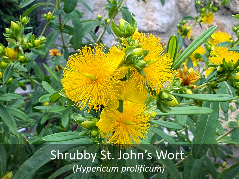 Shrubby St. John's Wort with title