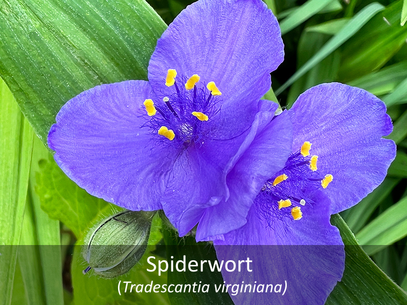 Spiderworth with title