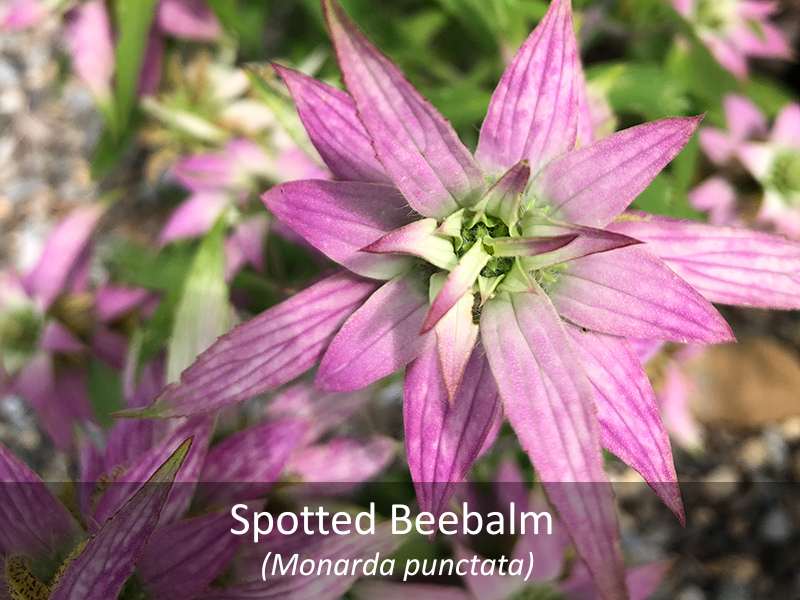 Spotted Beebalm with title