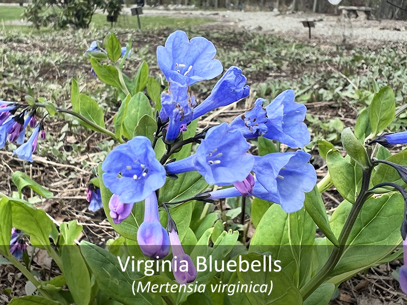 Virginia Bluebell with title