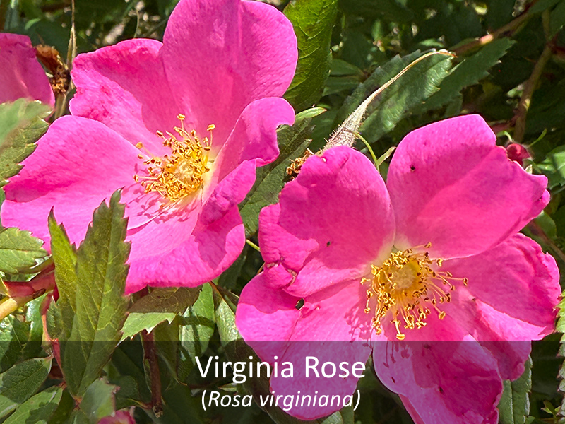 Virginia Rose with title