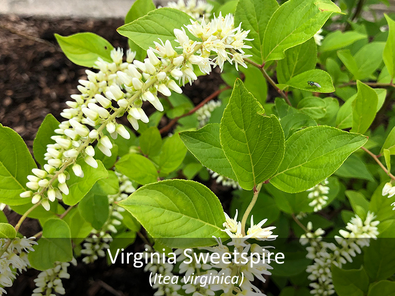 Virginia Sweetspire with title