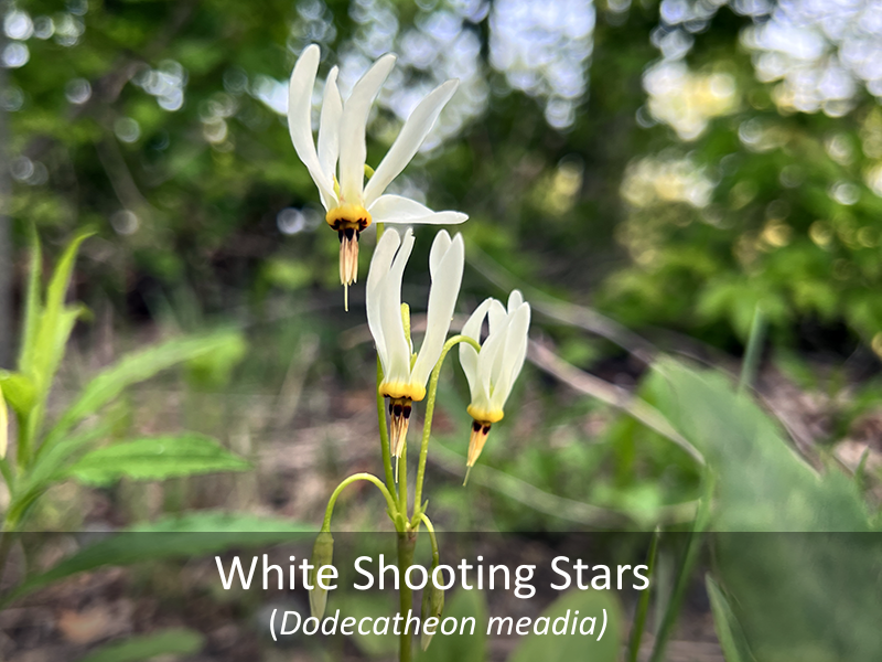 White Shooting Stars with title
