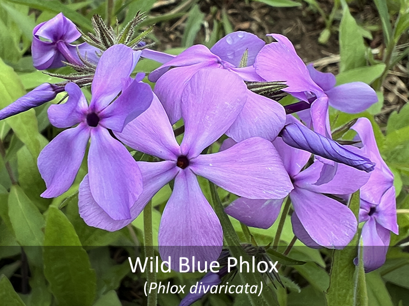 Wild Blue Phlox with title