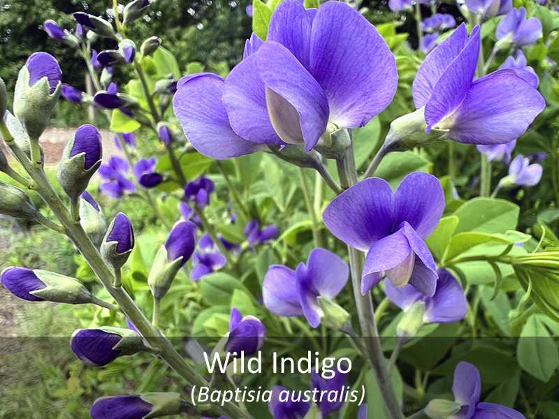Wild Indigo with title