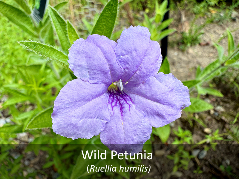 With Petunia with title
