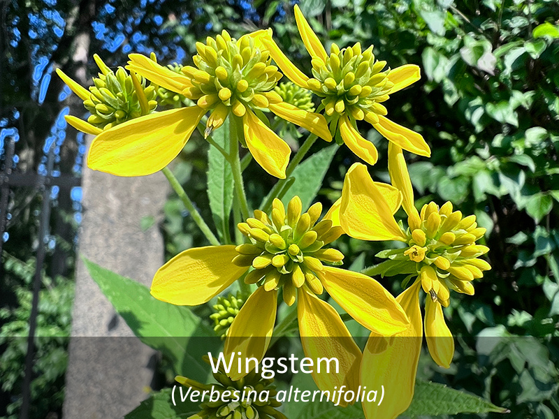 Wingstem with title