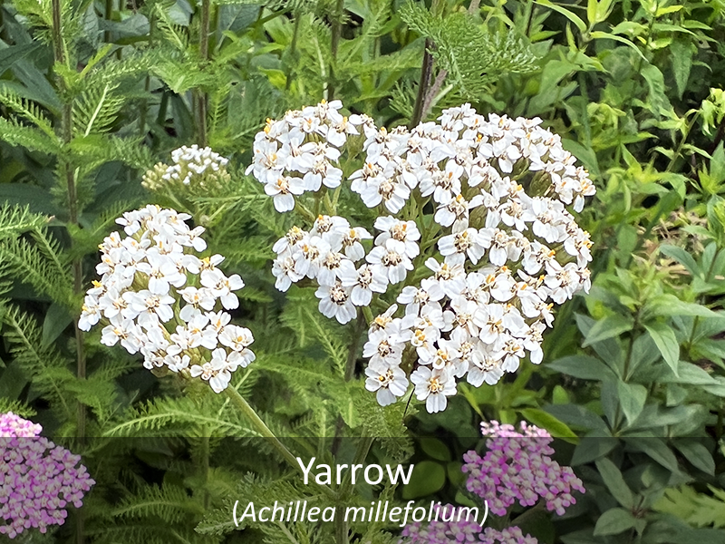 Yarrow with title